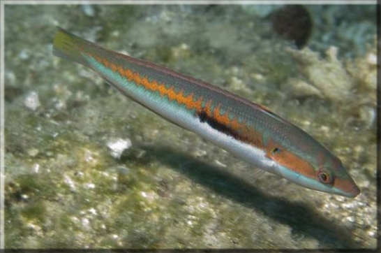 Meerjunker (Coris julis); Brennweite 26,0 mm; Blende 6,3; Belichtungszeit 1/125; ISO100; Bildnummer 20070477A1052735