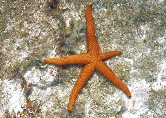 Roter Seestern (Echinaster sepositus) ; Brennweite 26,0 mm; Blende 4,3; Belichtungszeit 1/40; ISO 100; Bildnummer 20070716A1133063