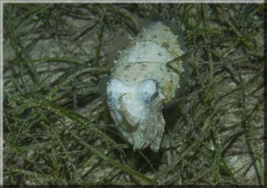 Sepien (Sepiidae); Brennweite 37,0 mm; Blende 5,1; Belichtungszeit 1/80; ISO100; Bildnummer 20070742A1133115