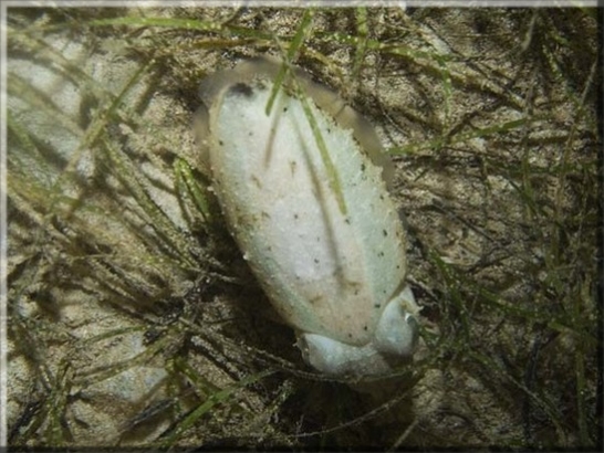 Sepien (Sepiidae); Brennweite 37,0 mm; Blende 5,1; Belichtungszeit 1/80; ISO100; Bildnummer 20070743A1133116