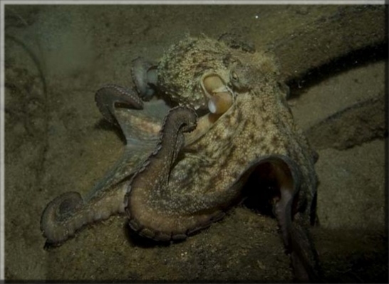 Gewöhnlicher Krake (Octopus vulgaris); Brennweite 14,0 mm; Blende 5,6; Belichtungszeit 1/30; ISO100; Bildnummer 20070752A1133128