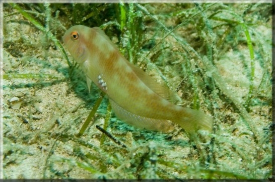 Schermesserfisch (Xyrichthys novacula); Brennweite 45 mm; Blende 5,6; Belichtungszeit 1/80; ISO 100; Bildnummer 20070916_0881A1163248