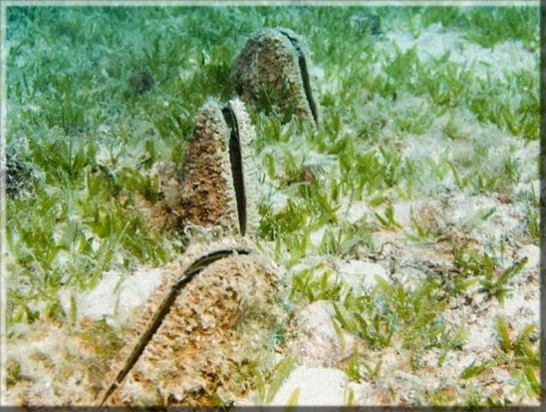 Große Steckmuschel (Pinna nobilis); Brennweite 31 mm; Blende 4,6; Belichtungszeit 1/60; ISO 100; Bildnummer 20070916_865A1163214