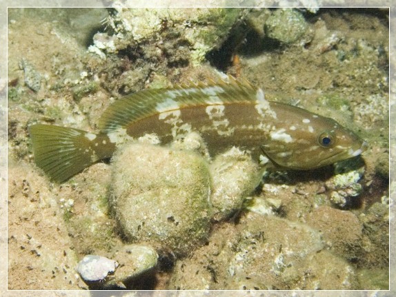 Weißer Zackenbarsch (Epinephelus aeneus) Bildnummer 20070919_1043A1193524_1