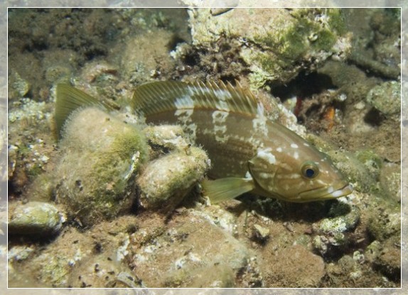 Weißer Zackenbarsch (Epinephelus aeneus) Bildnummer 20070919_1044A1193525_1; Brennweite 14,0 mm; Blende 5,6; Belichtungszeit 1/30; ISO100