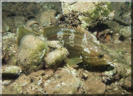 Weißer Zackenbarsch (Epinephelus aeneus) Brennweite 14,0 mm; Blende 5,0; Belichtungszeit 1/30; ISO100; Bildnummer 20070919_1044A1193525