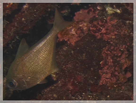 Höhlen-Bleibauchfisch (Pempheris vanicolensis) Bildnummer 20080823_0025A1234999