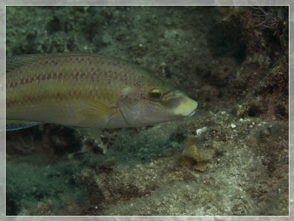 Pfauen-Lippfisch (Symphodus tinca) Bildnummer 20080823_0043A1235047