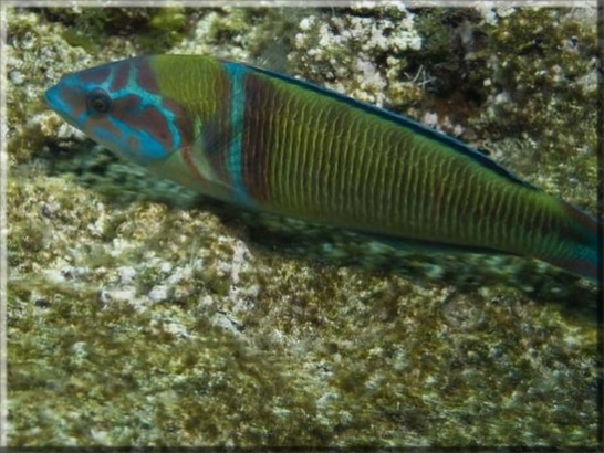 Meerpfau (Thalassoma pavo); Brennweite 50 mm; Blende 8,0; Belichtungszeit 1/100; ISO 100; Bildnummer 20080824_0067A1245106