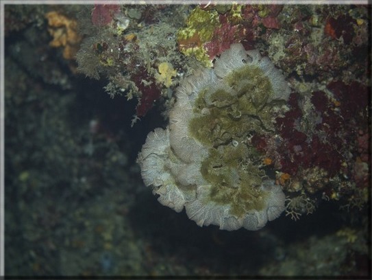 Neptunschleier (Reteporella grimaldii); Brennweite 50 mm; Blende 2,0; Belichtungszeit 1/100; ISO 100; Bildnummer 20080825_0075A1255120