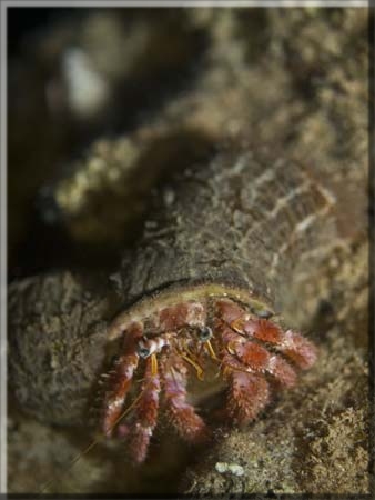 Großer Roter Einsiedlerkrebs (Dardanus calidus); Brennweite 50 mm; Blende 2,0; Belichtungszeit 1/100; ISO 100; Bildnummer 20080098A1255169