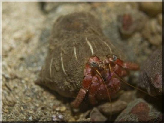 Großer Roter Einsiedlerkrebs (Dardanus calidus); Brennweite 50 mm; Blende 2,0; Belichtungszeit 1/100; ISO 100; Bildnummer 20080100A1255176