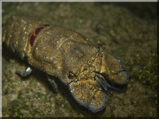 Großer Bärenkrebs (Scyllarides latus); Brennweite 50 mm; Blende 2,0; Belichtungszeit 1/100; ISO 100; Bildnummer 20080115A1255204