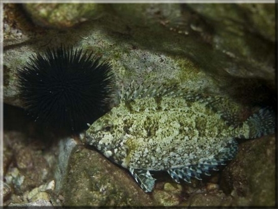 Dunkler Kaninchenfisch (Siganus Luridus); Brennweite 50 mm; Blende 2,0; Belichtungszeit 1/100; ISO 100; Bildnummer 20080825_0121A1255218