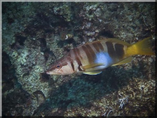 Schriftbarsch (Serranus scriba); Brennweite 50,0 mm; Blende 8,0; Belichtungszeit 1/100; ISO 100; Bildnummer 20080154A1265282