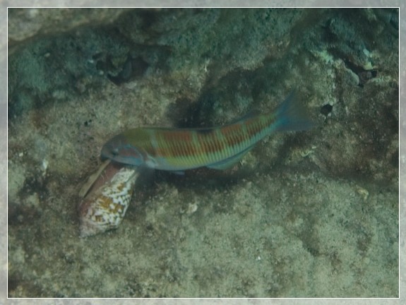 Meerpfau (Thalassoma pavo) Bildnummer 20080908_0614A1086426