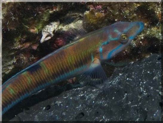 Meerpfau (Thalassoma pavo); Brennweite 50 mm; Blende 8,0; Belichtungszeit 1/100; ISO 100; Bildnummer 20080908_0655A1086476