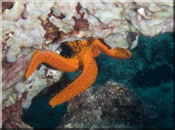 Roter Seestern (Echinaster sepositus); Brennweite 50,0 mm; Blende 8,0; Belichtungszeit 1/100; ISO 100; Bildnummer 20080909A1116863