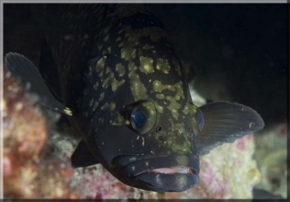 Brauner Zackenbarsch (Epinephelus marginatus); Brennweite 50,0 mm; Blende 8,0; Belichtungszeit 1/100; ISO100; Bildnummer 20080901_0932A1116895