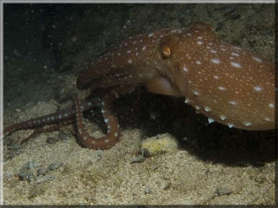 Langarmiger Krake (Octopus macropus); Brennweite 50 mm; Blende 22; Belichtungszeit 1/100; ISO100; Bildnummer 20080982A1116979