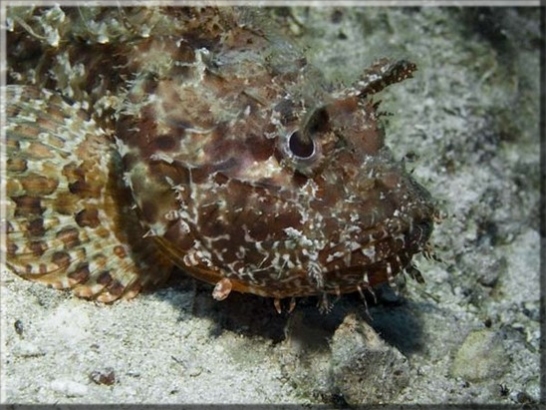  Großer Roter Drachenkopf (Scorpaena scrofa); Brennweite 50 mm; Blende 8,0; Belichtungszeit 1/100; ISO 100; Bildnummer 20080913_1033A1137059