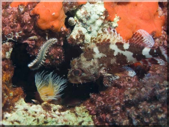 Brauner Drachenkopf (Scorpaena porcus); Brennweite 50 mm; Blende 8,0; Belichtungszeit 1/40; ISO 100; Bildnummer 20080917_1244A1177507