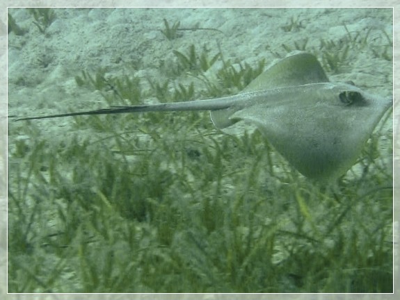 Gewöhnlicher Stechrochen (Dasyatis pastinaca) Bildnummer 2014_030 3x4