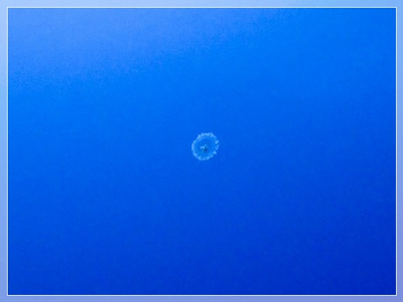 Qualle (Turritopsis polycirrha) Bildnummer 20150818_2 3x4