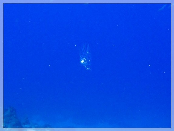 Unsterbliche Qualle (Turritopsis dohrnii) Bildnummer 20170825_0020_1 3x4