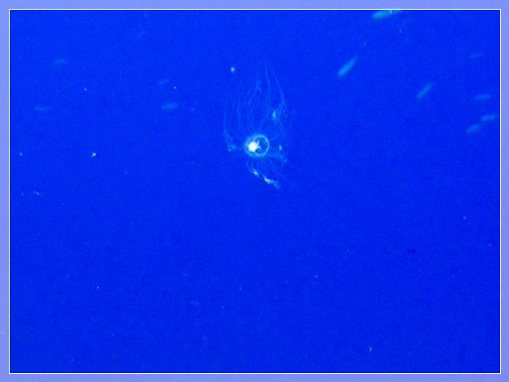 Unsterbliche Qualle (Turritopsis dohrnii) Bildnummer 20170825_0020_3 3x4