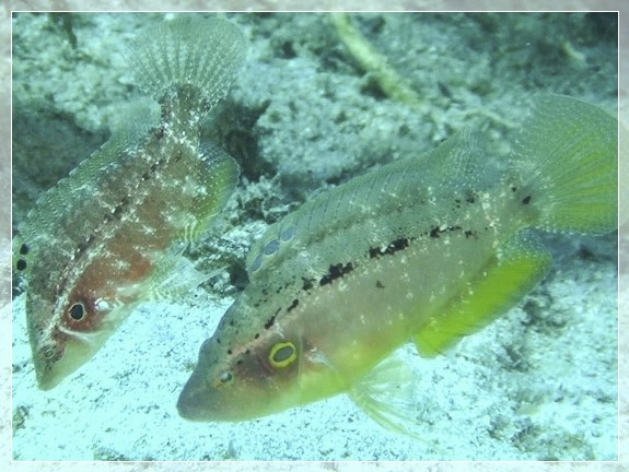 Koteletten-Lippfisch (Pteragogus pelycus) Bildnummer 20190901_003