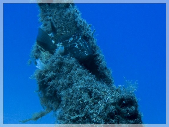 Spitzkopf-Zackenbarsch (Epinephelus alexandrinus) Geschlechtsreife Männchen Bildnummer 2019.09.01_012 3x4