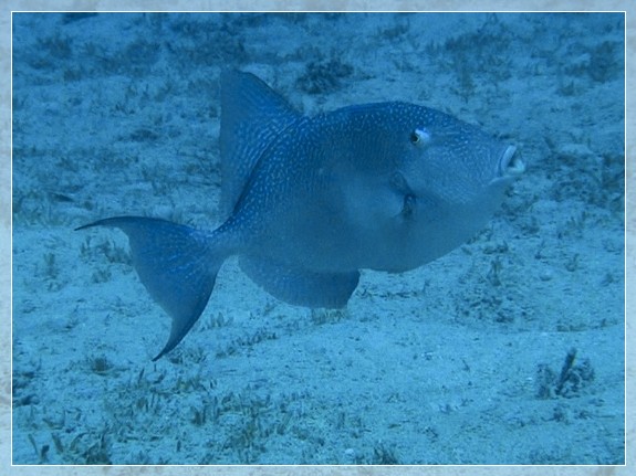 Grauer Drückerfisch (Balistes capriscus)  Bildnummer 2019.09.01_017 3x4