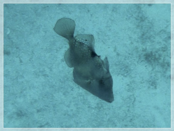 Grauer Drückerfisch (Balistes capriscus) Jungtier Bildnummer 2019.09.01_029 3x4