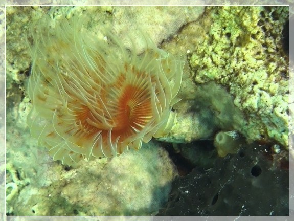 Glatter Kalkröhrenwurm (Protula tubularia) Bildnummer 2019.09.01_032 3x4