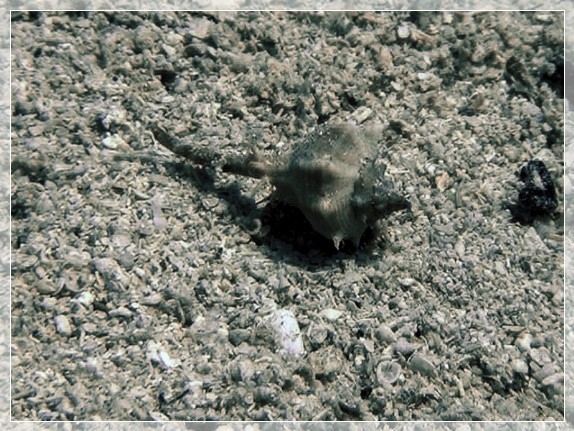 Purpurschnecke Brandhorn (Bolinus brandaris) Bildnummer 20190901_040_3x4