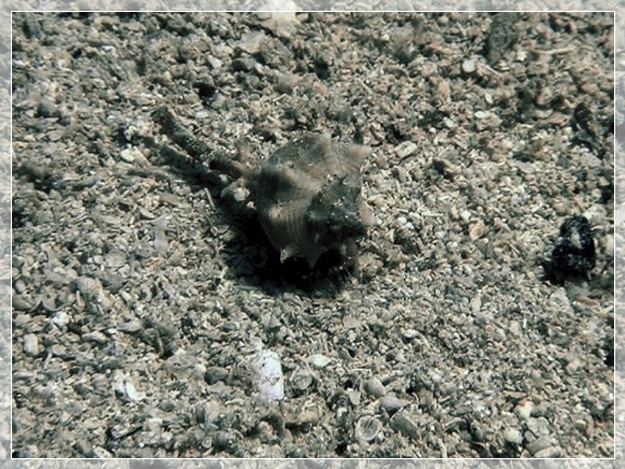 Purpurschnecke Brandhorn (Bolinus brandaris) Bildnummer 20190901_041_3x4