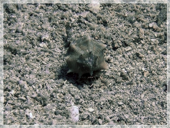 Purpurschnecke Brandhorn (Bolinus brandaris) Bildnummer 20190901_042_3x4