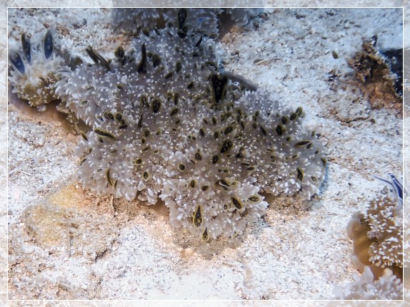 Mangrovenqualle (Cassiopea andromeda) Bildnummer 20220801_0060 3x4