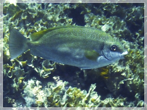 Dunkler Kaninchenfisch (Siganus Luridus) Bildnummer 20220801_120