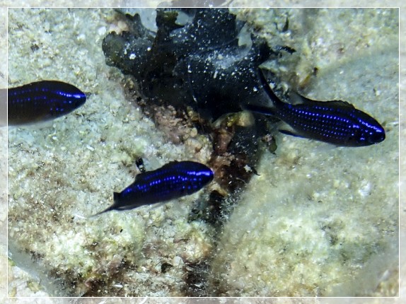 Mönchsfisch (Chromis chromis) Bildnummer 20220801_0126