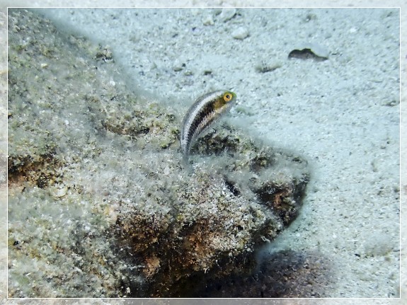 Zweistreifen-Lippfisch (Halichoeres bivittatus); Bildnummer 20220801_133