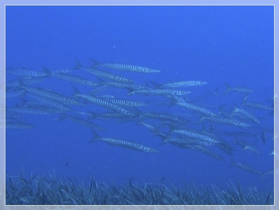 Europäischer Barrakuda (Sphyraena sphyraena) Bildnummer 20160929_14_3x4