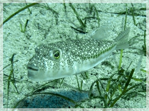 Gefleckter Kugelfisch (Torquigener flavimaculosus) Bildnummer 2015_13 Video