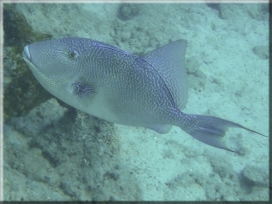 Grauer Drückerfisch (Balistes capriscus) Bildnummer 2015.09.01_1