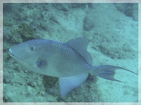 Grauer Drückerfisch (Balistes capriscus) Bildnummer 2015.09.01_3