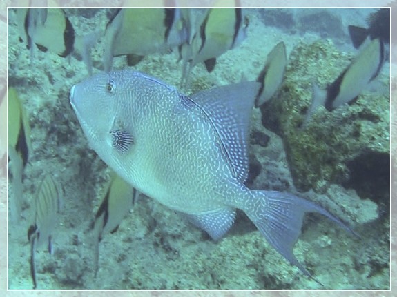 Grauer Drückerfisch (Balistes capriscus) Bildnummer 2015.09.01_6