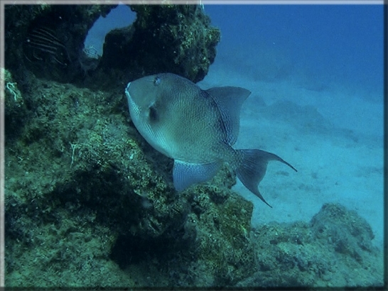 Grauer Drückerfisch (Balistes capriscus) Bildnummer 2015.09.01_7