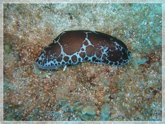 Leopardenschnecke (Peltodoris atromaculata) Bildnummer 2003_0198