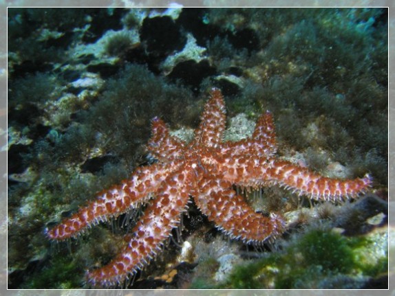 Dornenseestern (Coscinasterias tenuispina) Bildnummer 2003_0310